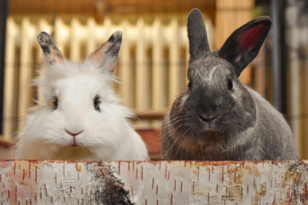 Charming close-up of two rabbits behind a decorative log indoors with soft lighting.