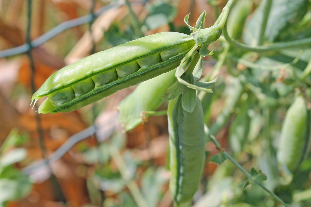 pea, seed pod, plant, legumes, vegetable, pisum sativum, seeds, organic, natural, garden, closeup, nature, snap pea