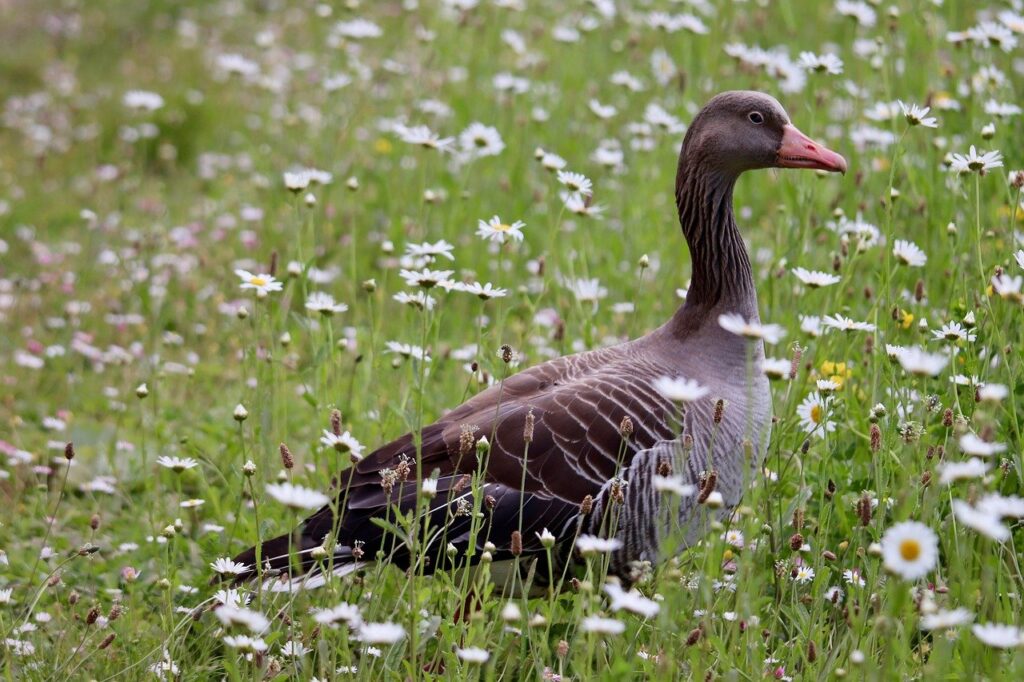 greylag goose, wild goose, bird, water bird, flower meadow, plumage, daisies, wildlife, nature