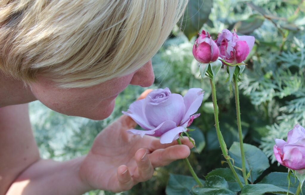 woman, person, to smell, scent of roses, odor, sense of smell, fragrance, roses, profile, romantic, rose blossom, beautiful, to smell, odor, odor, fragrance, fragrance, fragrance, fragrance, fragrance, profile
