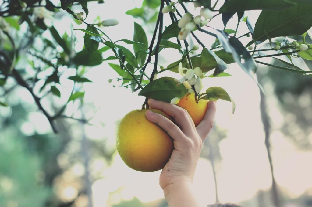 hand, picking, oranges, citrus, tree, orange picking, fruit picking, orange tree, harvest, produce, organic, fresh, ripe, food, healthy, nutrition, plant, nature, fruity, fruits